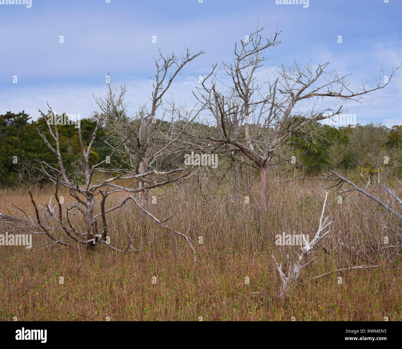 Coastal marsh habitat hi-res stock photography and images - Alamy