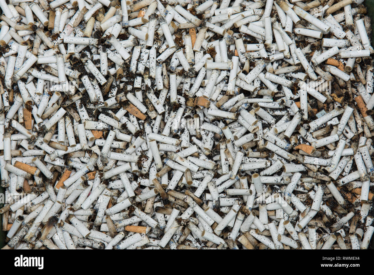 Bin full of cigaret ends, butts, most half smoked, in wheelie bin. Many cigarette butts. Stock Photo