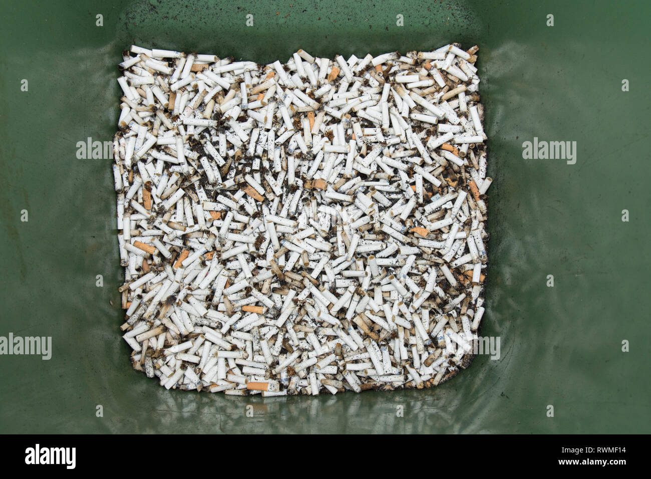 Bin full of cigaret ends, butts, most half smoked, in wheelie bin. Many cigarette butts. Stock Photo