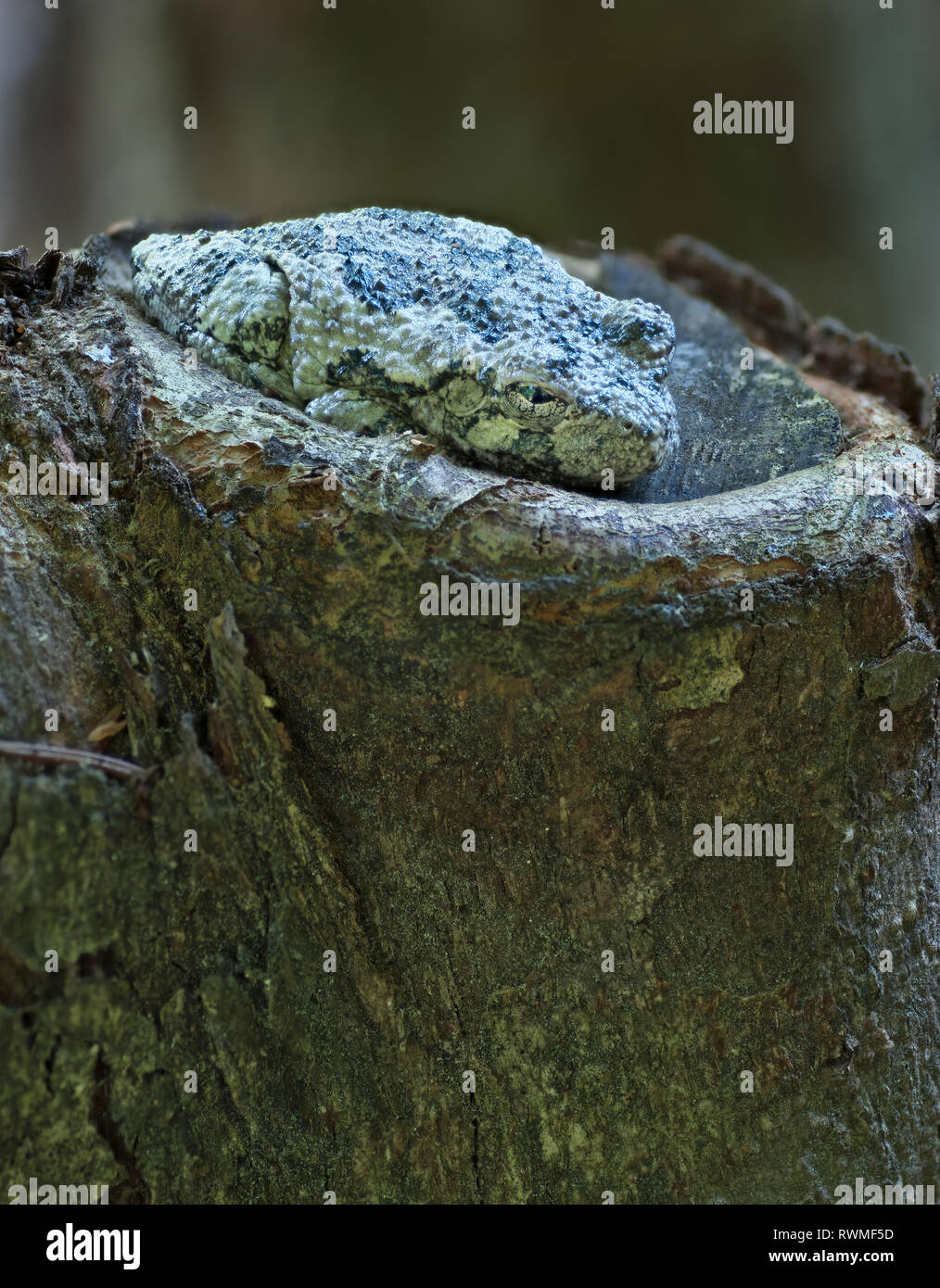Gray tree frog (Hyla versicolor) hiding in plain sight on the stump of a cut tree branch in central Virginia. Color of skin blends with the color of t Stock Photo