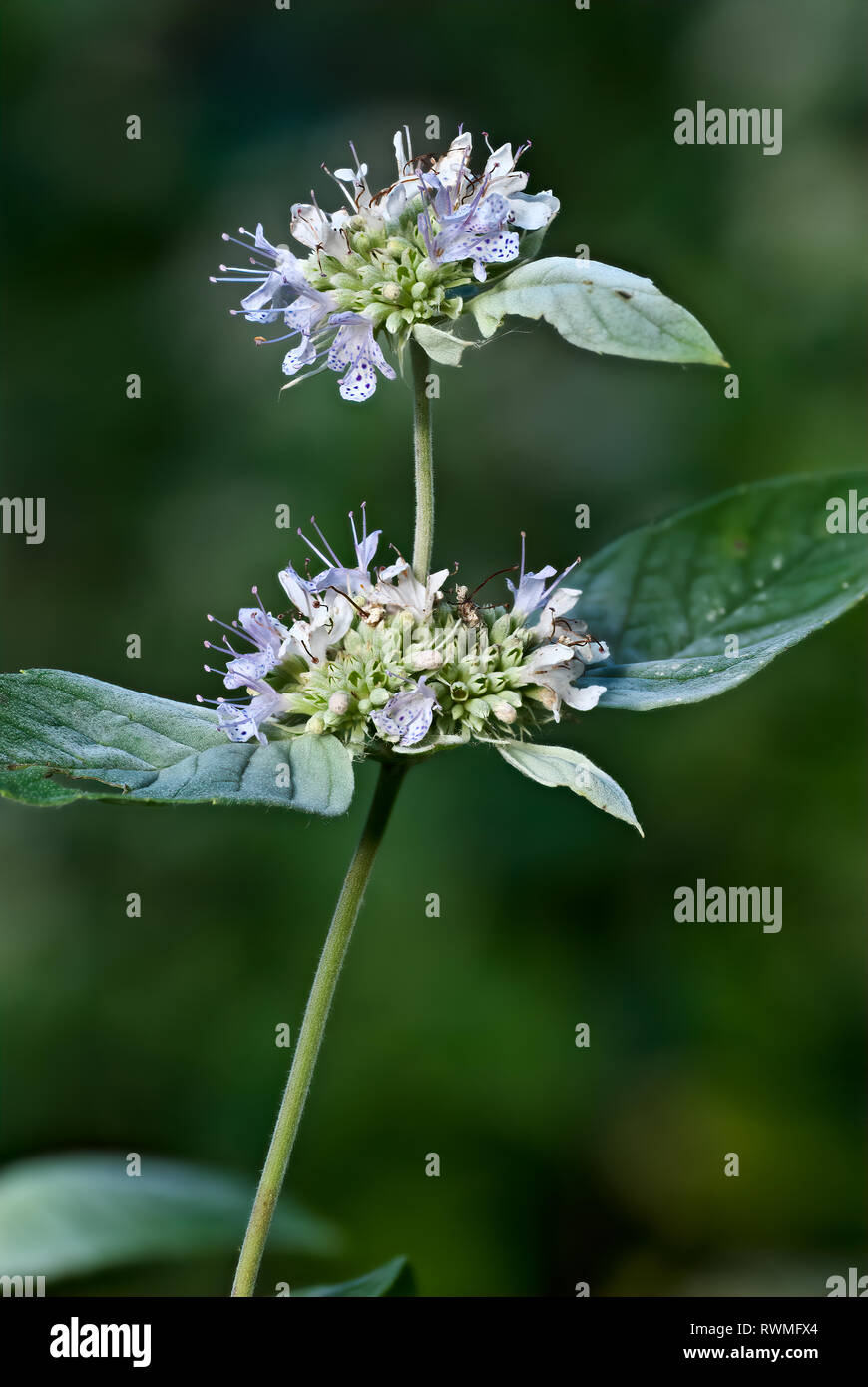 Hoary mountain-mint (Pycnanthemum incanum) in Blue Ridge Mountains of central Virginia in late July Stock Photo