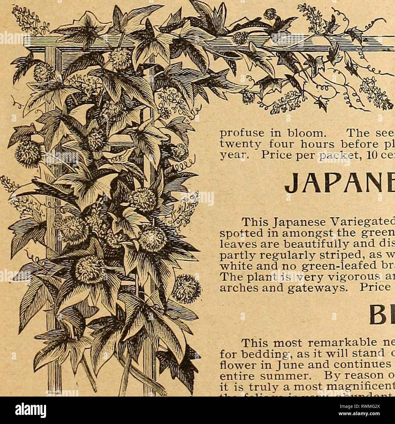 Elliott's 1894 catalogue (1894) Elliott's 1894 catalogue elliotts1894cata1894wmel Year: 1894  NEW EARLY FLOWERING BRANCHING TUBEROSE 'ALBINO/' The distinctive features of this splendid novelty are such as to make it most popular. The petals recurve gracefully which add greatly to the size of the individual flower. The flower spike is very large and evenly filled; flowers  ?o davs earlier than the old single variety, throwing from two to five floiver stems jrom a single bulb, and these again, are often branched, but its great merit above all other Tuberoses is that it is entirely free from the  Stock Photo
