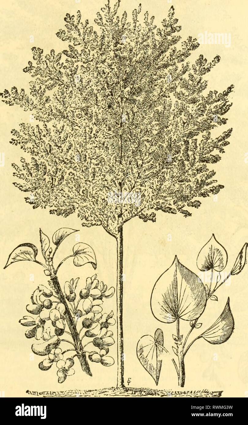 Ellwanger & Barry's catalogue  Ellwanger & Barry's catalogue : ornamental trees, shrubs, etc ellwangerbarrysc1888ellw Year: 1888  ORNAMENTAL TREES, SHRUBS, ETC. 21 CerasiiS piimila pendula. Dwarf Weeping Cherry. Grafted standard liigh, this makes a curious and beautiful little round-headed, drooping tree. $1,00 C. Sieboldii alba plena. Siebold's Double-flowering Cherry. Semi-double white flowers, fine. C. Sieboldii rubra plena. Siebold's Double Red-flowering Cherry. Semi-double flowers, white tinged with red. C. Sinensis flore plena. Chinese Double-flowering Cherry. Misnamed humilis fl. pi. A  Stock Photo