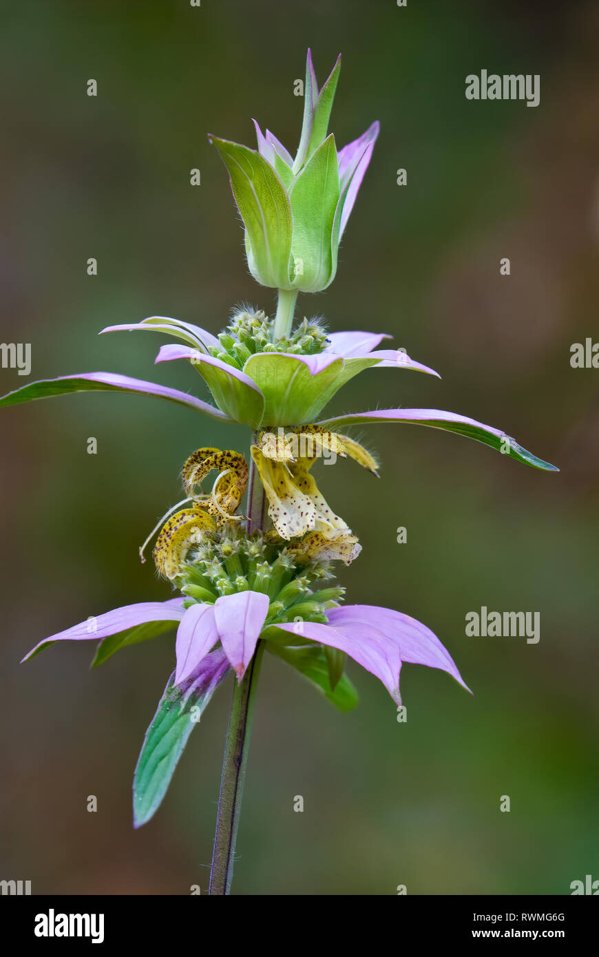 Blossom of dotted or horse mint (Monarda punctata) in meadow in Virginia. Stock Photo