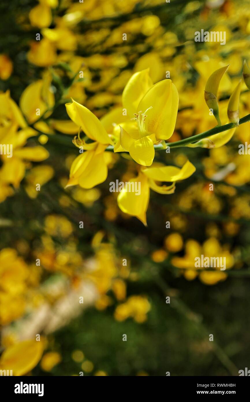 Blooming yellow flower in spring Stock Photo