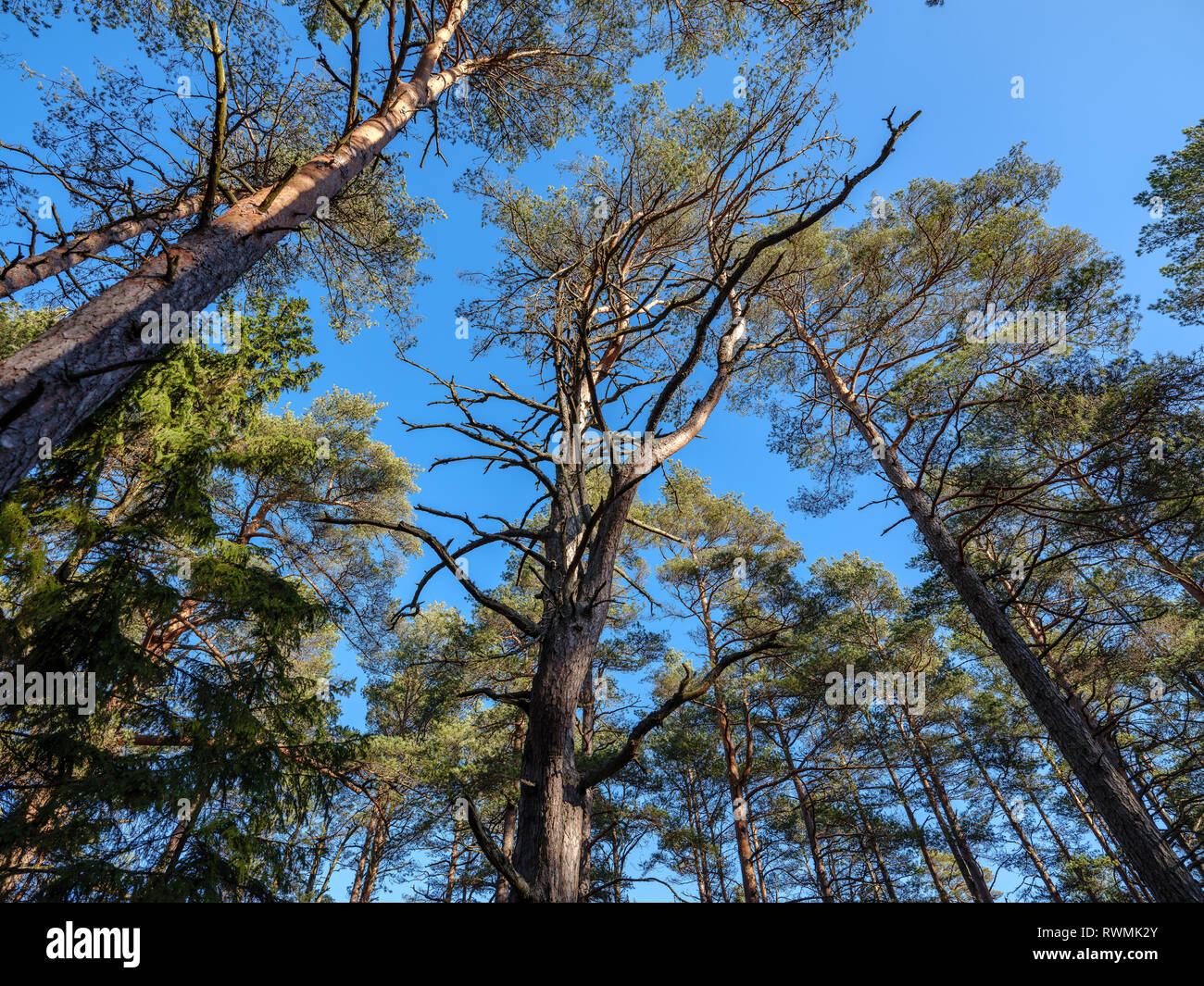 sunny winter forest with snow leftovers and green foliage, sun rays and