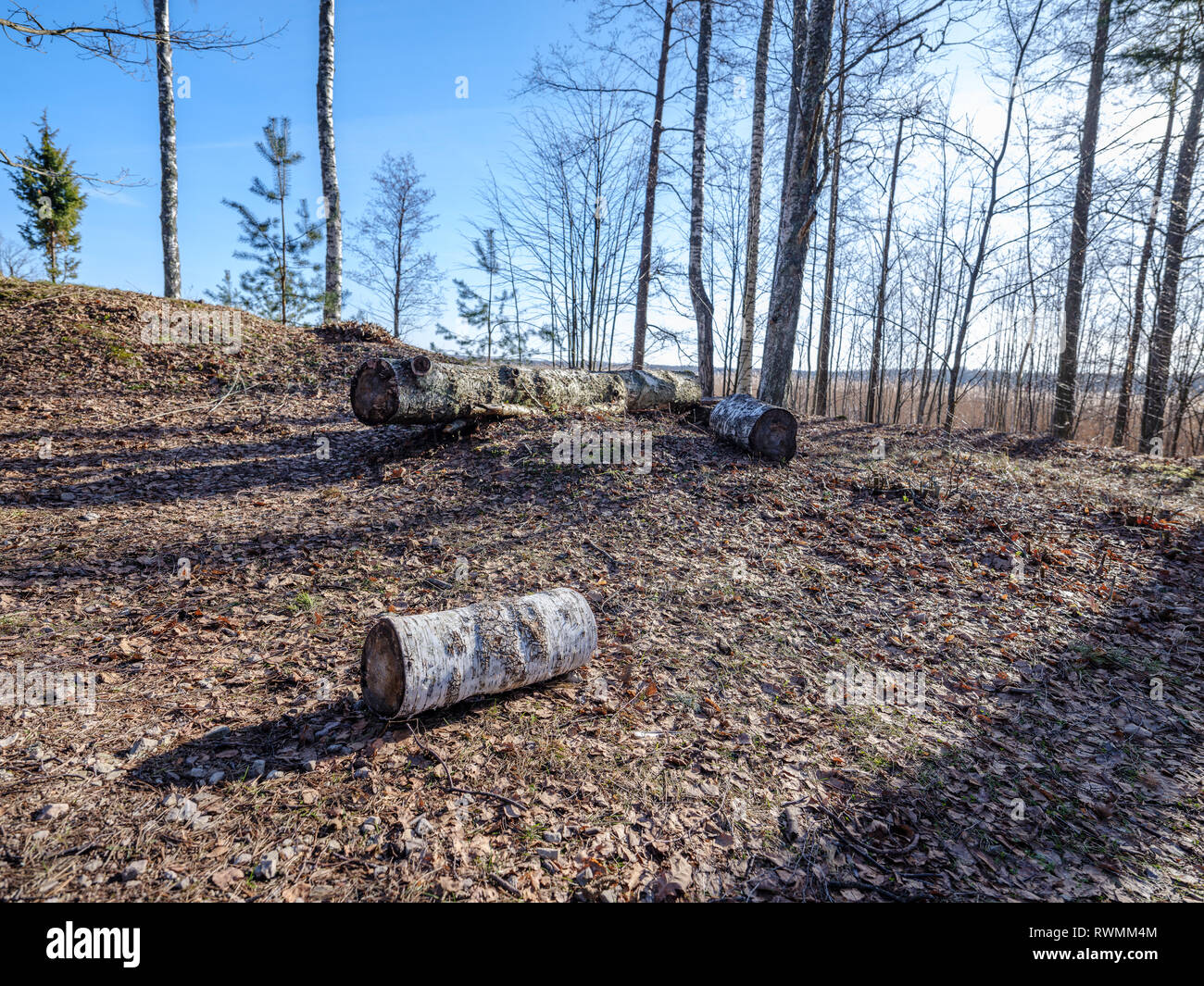 sunny winter forest with snow leftovers and green foliage, sun rays and