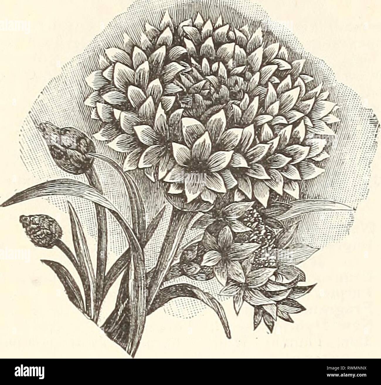 Elliott's 1894 catalogue (1894) Elliott's 1894 catalogue elliotts1894cata1894wmel Year: 1894  WM. ELLIOTT & SONS' GENERAL CATALOGUE FOR 1894.    CHRYSANTHEMUMâG)Â«//Â«z.nt every annual garden ; they are also good for ordi- nary bouquet cutting. All the annual Chrysanthe- â dJ*''.&gt;in ^B^Si^-.'M^SK^^)^l mums make beautiful pot plants if sown in cold   ^j^ -^^â'nijgÂ»mg|*g:aiiiairi ' T=^SsiÂ®l/'' frames, and pricked off singly into 6-inch pots. They '2Â«BM^8''^^^^fit') i' f^^Jl are perfectly hardy. Chrysanthemum, Segetum Grandiflorum. Tne golden ^'^B^ ''^']M Marguerite, large bright yellow fl Stock Photo