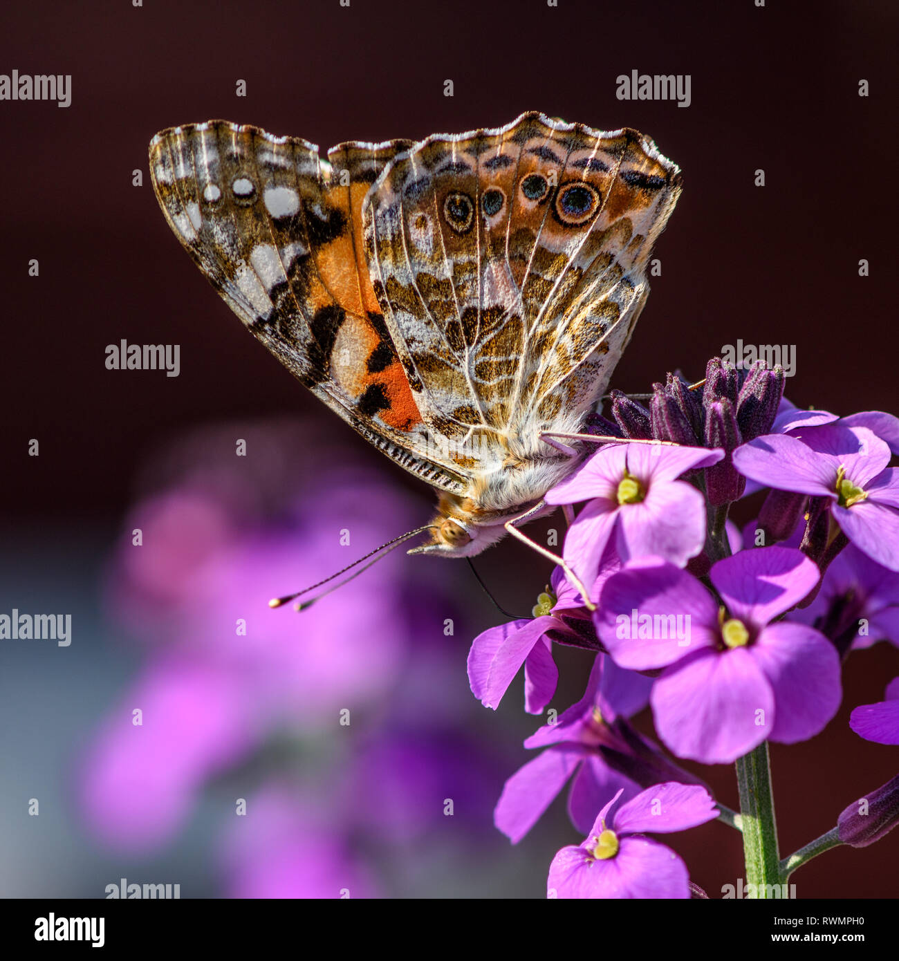 The Painted Lady butterfly on a purple flower of the Erysimum Bowles Mauve Stock Photo