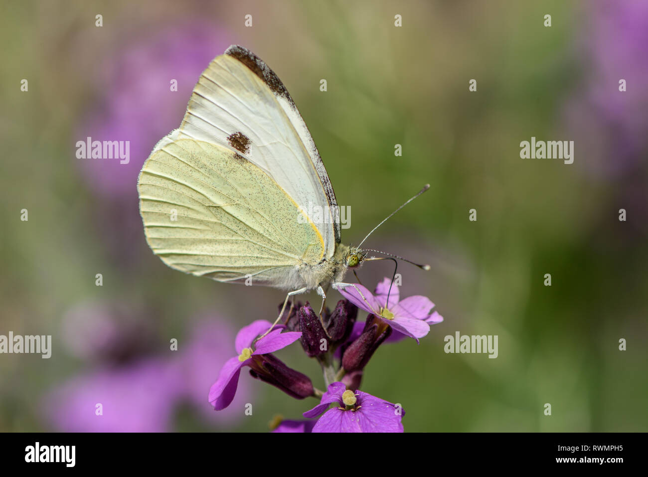 A cabbage white butterfly on a purple flower of the Erysimum Bowles Mauve Stock Photo