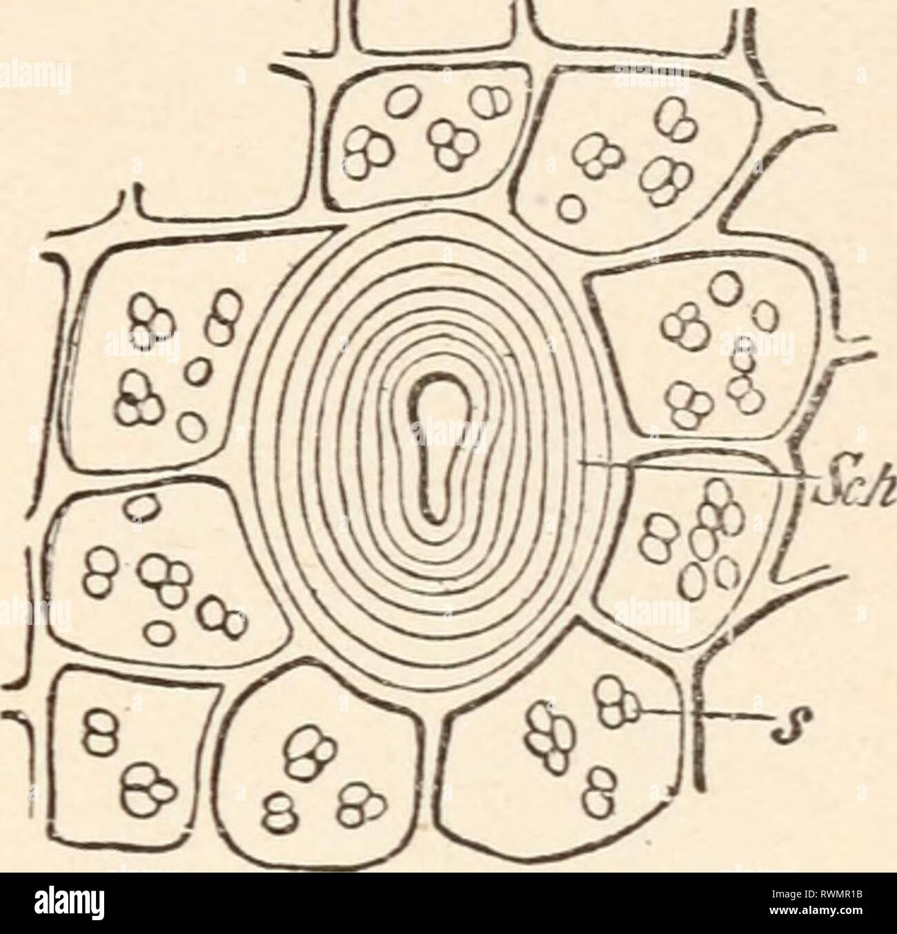 Elements of plant anatomy; (1895) Elements of plant anatomy