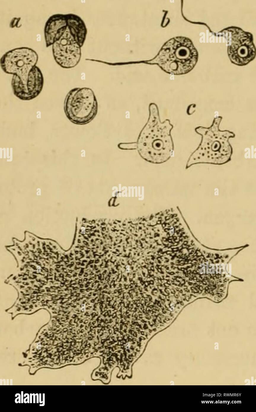 Elementary text-book of zoology, general Elementary text-book of zoology, general part and special part: protozoa to insecta elementarytextbo00clau Year: 1892  22 AKIMALS ASD PLAXTS.    Tig. 10.âZoospores of Aethalium eepilcum after de Barj-. a, in condition of hatching; 6, as mastigopods; c, in the amoeboid stage; d, a piece of Plasmodium. lower animals, there is present an undifferentiated albuminous substance known as sarcode, the contractile matrix of the body. The viscous contents of vegetable cells, known as protoplasm, possesses likewise the power of contractiHty, and re- sembles sarcod Stock Photo