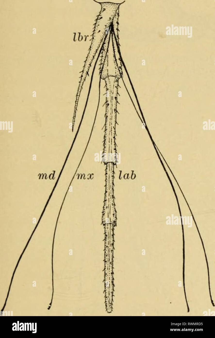 Elementary entomology (1912) Elementary entomology elementaryentom00sand Year: 1912  ANATOMY OF INSECTS — EXTERNAL 15 termed the scccvid inaxillcs. The labium forms the floor of the mouth and assists the mandibles and maxillae with the food. It is hinged to the head at its base (by the inaitum), and projecting from either side is a palpus, similar in form and function to the maxillary palpi. Between the palpi are one or two pairs of lobes, the ligjila. Projecting into the cavity of the mouth from the inner sur- face of the labium is the hypophaijnx, or tongue. This in the    Fig. 15. Mouth-par Stock Photo