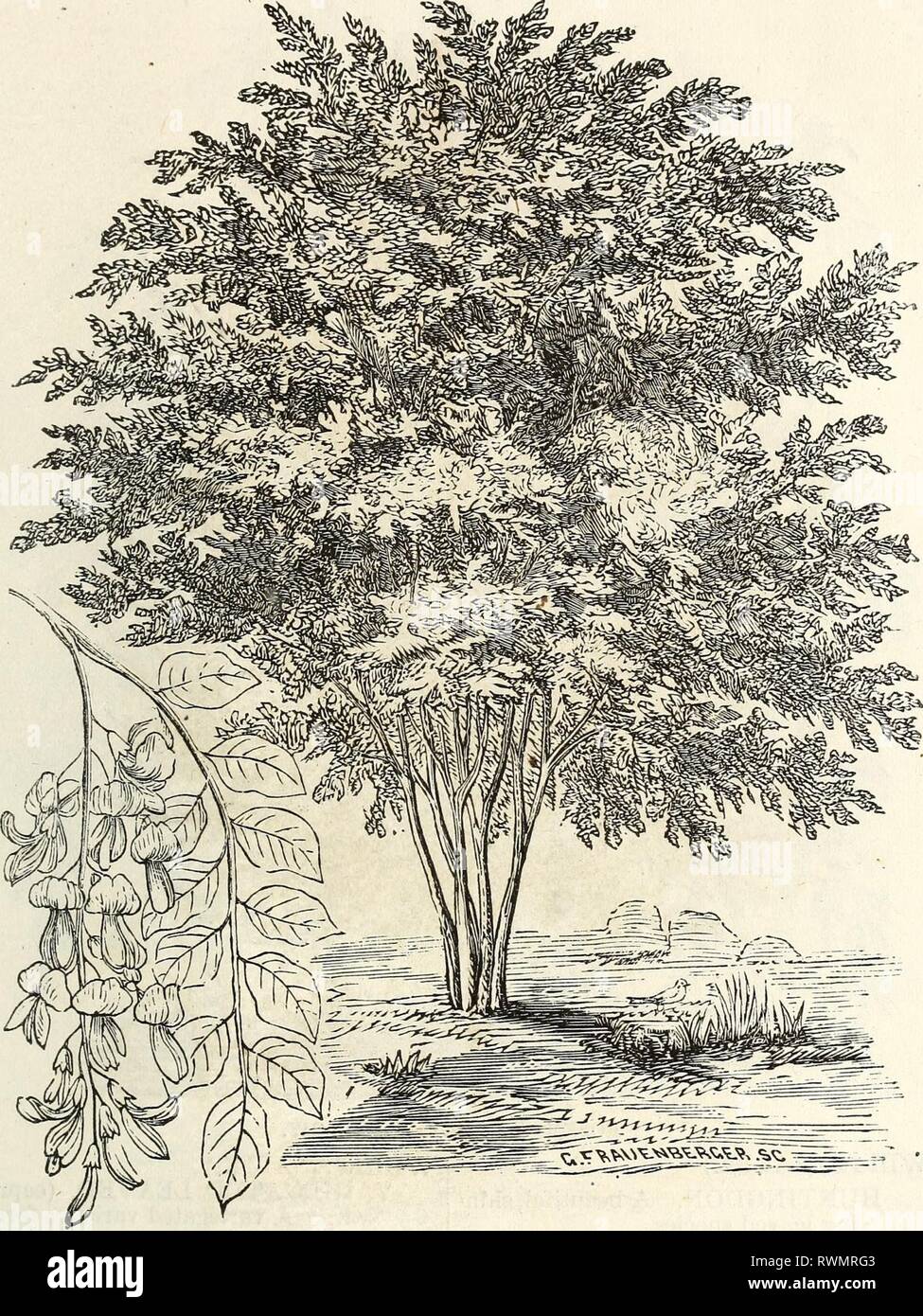 Ellwanger Barry S Descriptive Catalogue Ellwanger Barry S Descriptive Catalogue Of Hardy Ornamental Trees And Shrubs Roses Etc Etc Etc Ellwangerbarrysd1868moun Year 1868 19 Vikgilia Lutea Thorn Crataegus Spotted Punctata Striata Red