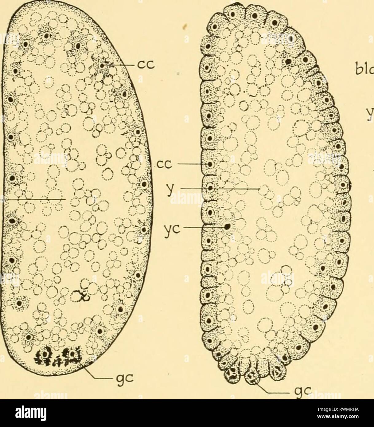 Embryology of insects and myriapods Stock Photo - Alamy