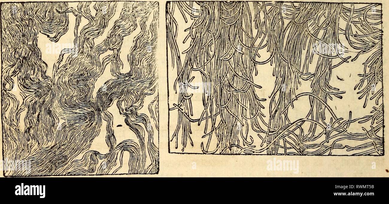 Elementary anatomy and physiology Stock Photo Alamy