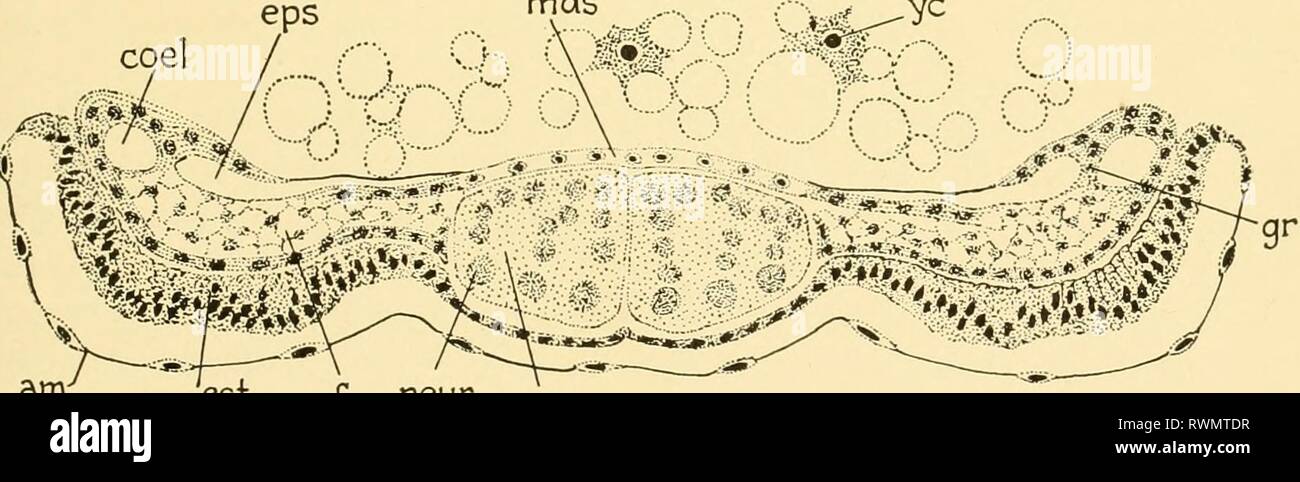 Embryology of insects and myriapods; Embryology of insects and myriapods; the developmental history of insects, centipedes, and millepedes from egg desposition [!] to hatching embryologyofinse00joha Year: 1941  neur neurg Fig. 16.—Cross section of embryo, (am) Amnion, (coel) Coelomic cavities, (ect) Ectoderm, (mes) Mesoderm, (mst) Median nerve strand, (neur) Neuroblasts, (neurg) Neural groove. part of the hypopharynx, however, is formed from the sternal regions of the jaw segments. The jaws and the legs at first appear as short, broad elevations (Fig. 15). The second maxillae later fuse along  Stock Photo