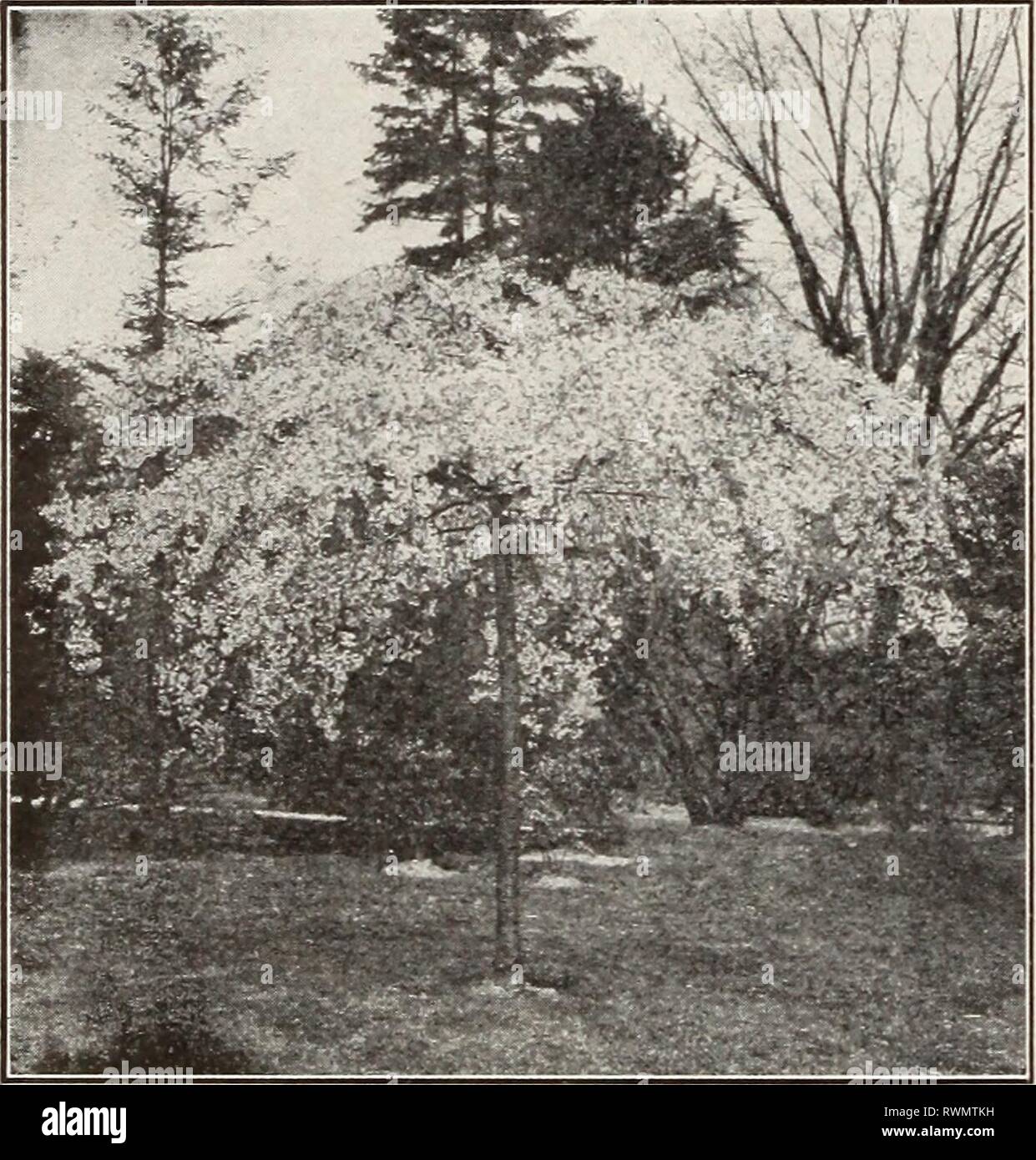 Ellwanger & Barry Mt Hope Ellwanger & Barry Mt Hope Nurseries 1916 ellwangerbarrymt1916moun Year: 1916  CATALPA The Catalpas flower in July, when few trees are in bloom. Their blossoms are large, verj^ showT, and quite fragrant. Leaves large, heart-shaped, and yellowish green. They are all effective, tropical-looking lawn trees. C. Bungei. Chit:se Cataxpa. D. A species from China. Foliage large and glossy; a shy- bloomer. Top-grafted on tall stems it forms a perfect umbrella shaped head and makes an effective tree for formal gardens. $1.50 each; 10 for $12.30. C. Kaempferi. Jap ax Catalpa. B. Stock Photo