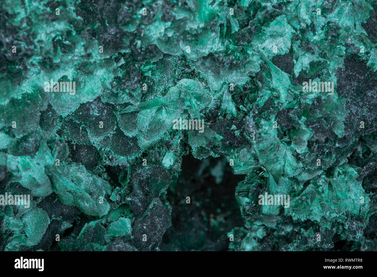 Dark green fibrous Malachite cluster from Shaba Province, Zaire. Stock Photo