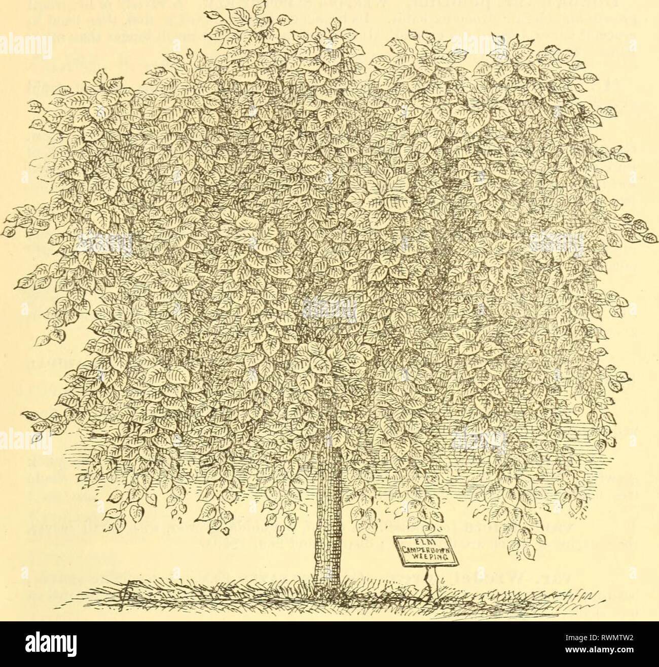 Ellwanger & Barry's catalogue  Ellwanger & Barry's catalogue : ornamental trees, shrubs, etc ellwangerbarrysc1888ellw Year: 1888  ORNAMEyTAL TREES, SHRUBS, ETC. 45    CAMPERDOWN WEEPING ELM. Ulmus c. var. suberosa. English Cork-barked Elm. A tree of fine habit, young branches very corky ; leaves rough on both sides. $1.00. var. suberosa pendula. Weeping Cork-barked Elm. An or- namental drooping variety. $1.00. var. urticifolia. Xettle-Leayed Elm. A rapid-growing, hand- some variety, with long serrated and undulating leaves; unique and beautiful. $1.00. var. variegata argentea. Variegated Engli Stock Photo