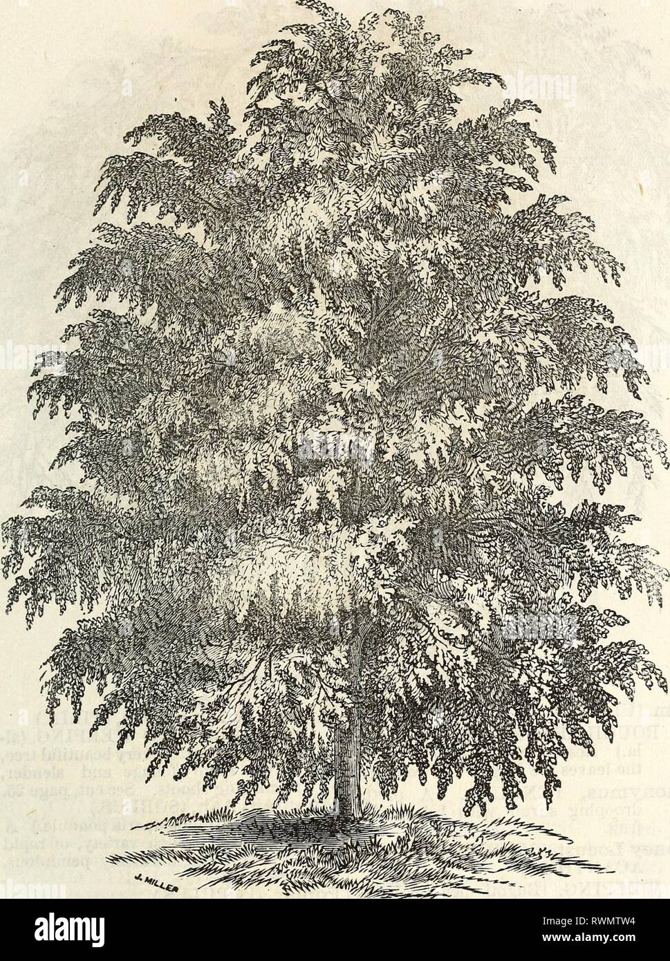 Ellwanger & Barry's descriptive catalogue Ellwanger & Barry's descriptive catalogue of hardy ornamental trees and shrubs, roses, etc., etc., etc ellwangerbarrysd1868moun Year: 1868  25    WEEPING LINDEN. Elm, (ULMUS.) CAMPERDOWN. The most grace- ful weeper of all the Elms; foliage large, of a deep green ; very orna- mental. See cut, page 24. Elm, (ULMUS.) HERTFORDSHIRE WEEPING, (glabra pendula.) An English va- riety, with smooth, glossy leaves and drooping branches. Stock Photo
