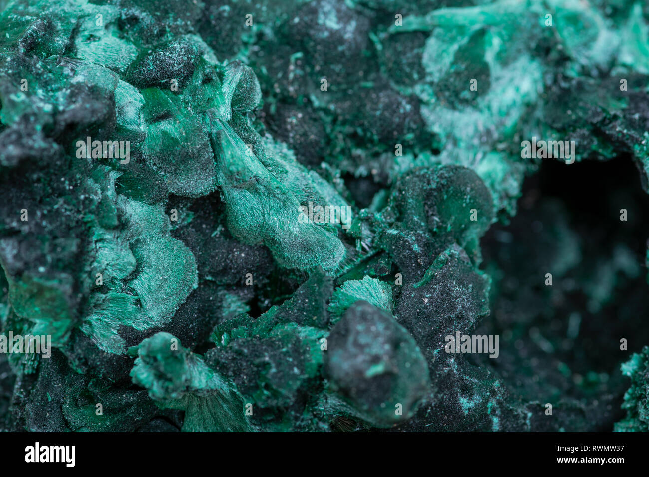 Dark green fibrous Malachite cluster from Shaba Province, Zaire. Stock Photo