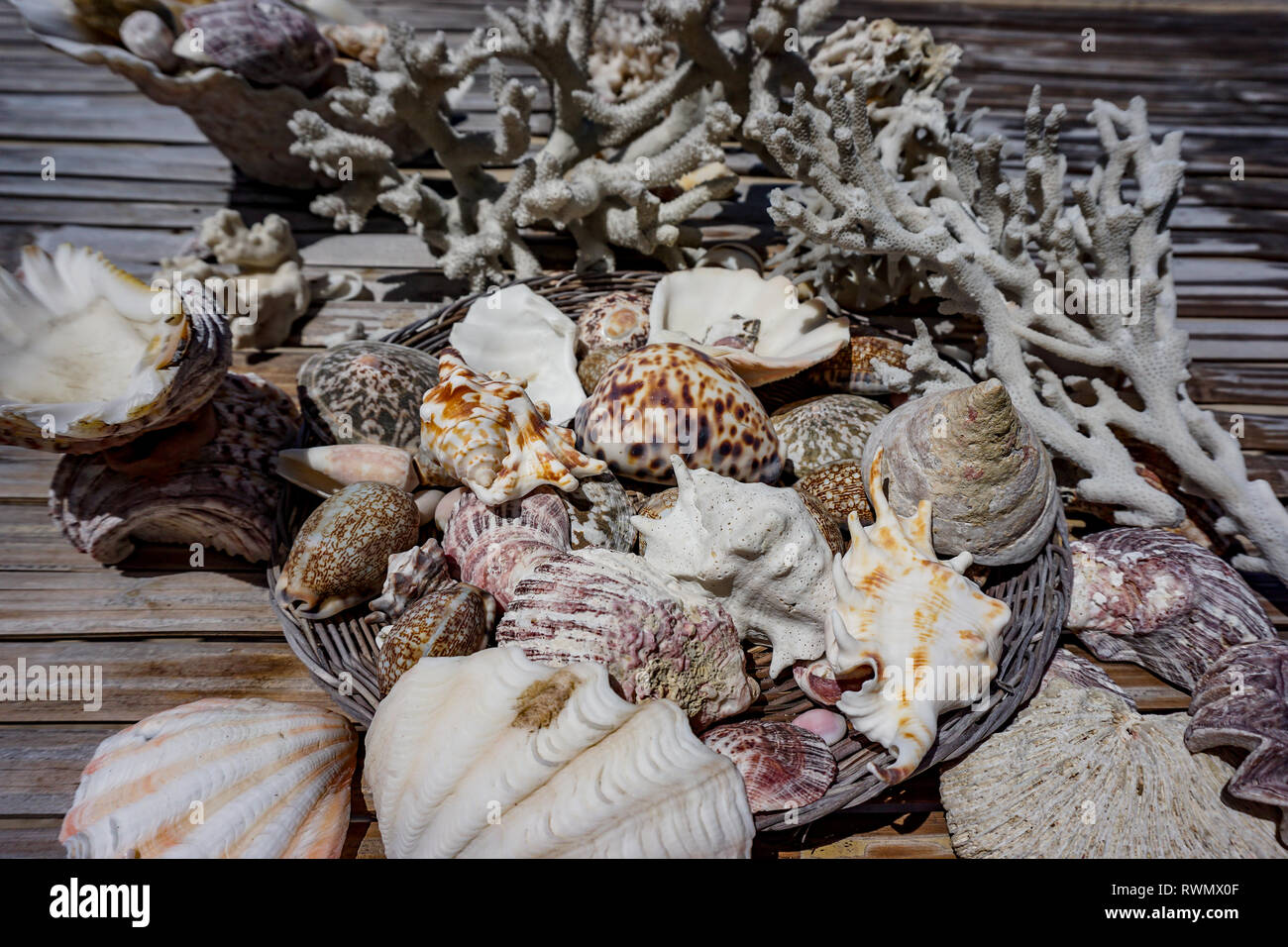 A set of sea calms and mussels found on a private beach in El Nido