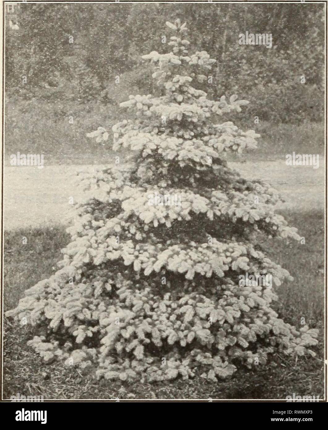 Ellwanger & Barry Mt Hope Ellwanger & Barry Mt Hope Nurseries ellwangerbarrymt1918moun Year: 1918  PICEA-SPRUCE-Con/inueJ Alcocquiana. Alcock's Spruce. B. From Japan. It forms a beautiful tree of close habit. Foliage pale green, silvery underneath. Valu- able. 2 ft., $2.00 each.    ROSTER'S BLUE SPRUCE « P. Douglasii. Douglas' Spruce. C. From Col- orado. Large, conical form; branches spread- ing, horizontal; leaves light green above, glau- cous below. A valuable evergreen tree. 2 to 3 ft., $1.50 each. 3 to 4 ft., $2.00 each. P. excelsa. Norway Spruce. A. From Europe. An elegant tree; extremely Stock Photo