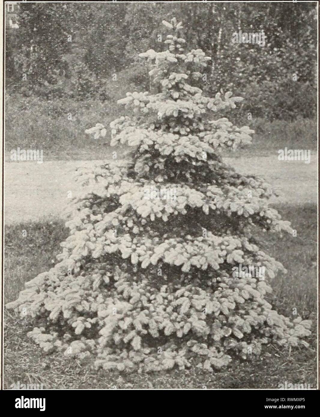 Ellwanger & Barry Mt Hope Ellwanger & Barry Mt Hope Nurseries 1916 ellwangerbarrymt1916moun Year: 1916  PICEAâSPRUCEâConr/nueJ P. Alcocquiana. Alcock's Spruce. B. From Japan. It forms a beautiful tree of close habit. Foliage pale green, silvery underneath. Valu- able. 2 ft., $2.00 each.    ROSTER'S BLUE SPRUCE P. Douglasii. Douglas' Spruce. C. From Col- orado. Large, conical form; branches spread- ing, horizontal; leaves light green above, glau- cous below. A valuable evergreen tree. 2 to 3 ft., $1.50 each. 3 to 4 ft., $2.00 each. P. excelsa. Norway Spruce. A. From Europe. An elegant tree; ext Stock Photo