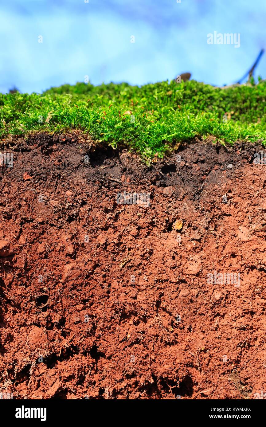 Topsoil of an Arenosol with moss ,closeup of a soil Stock Photo