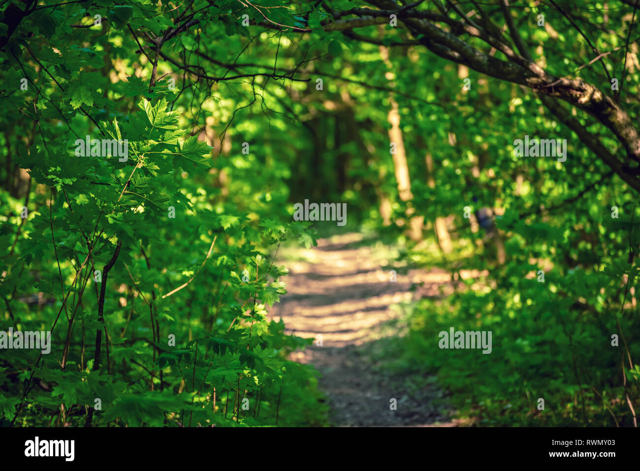 Summer green forest Stock Photo - Alamy