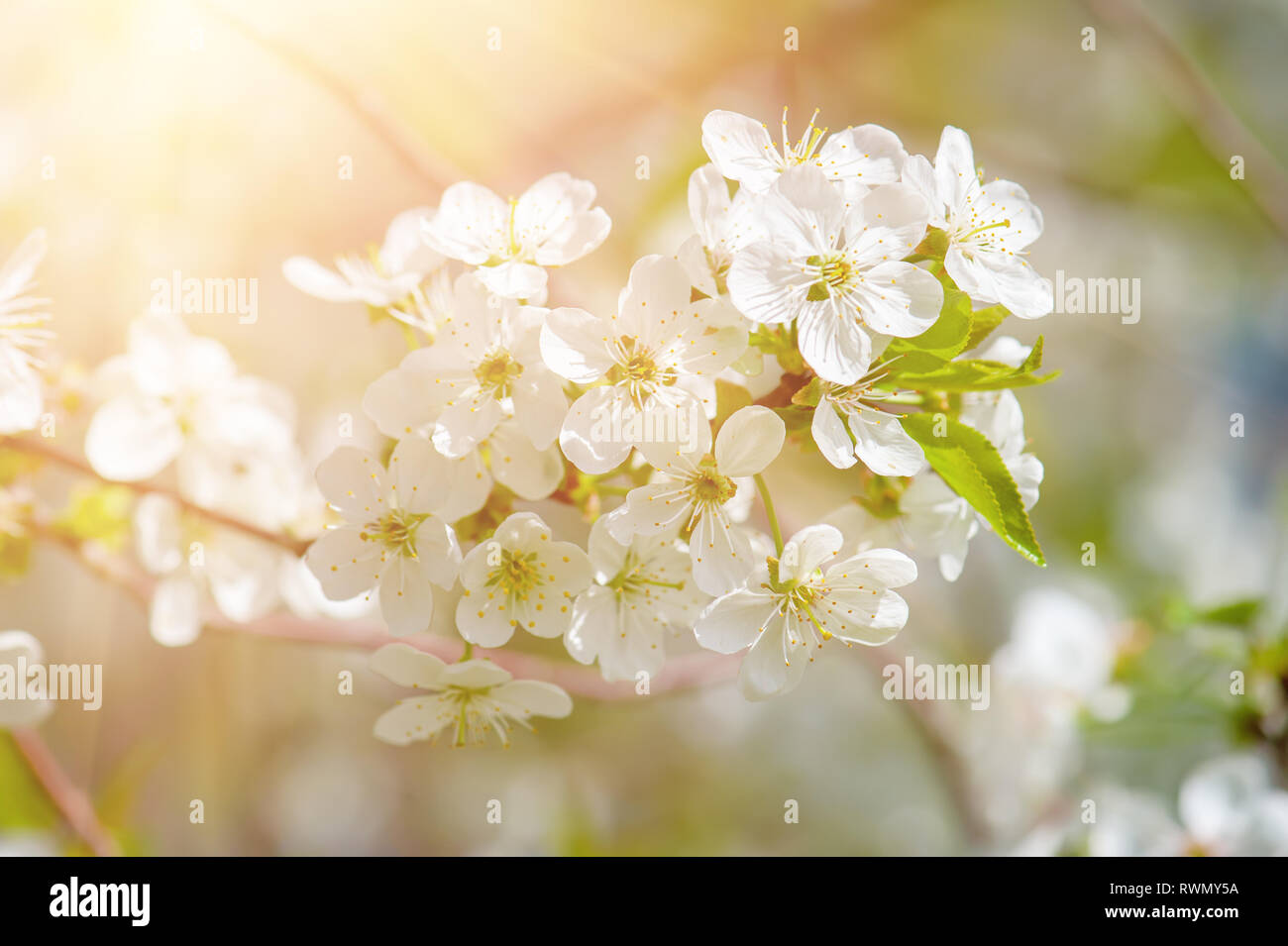 Cherry flowers frame Stock Photo - Alamy