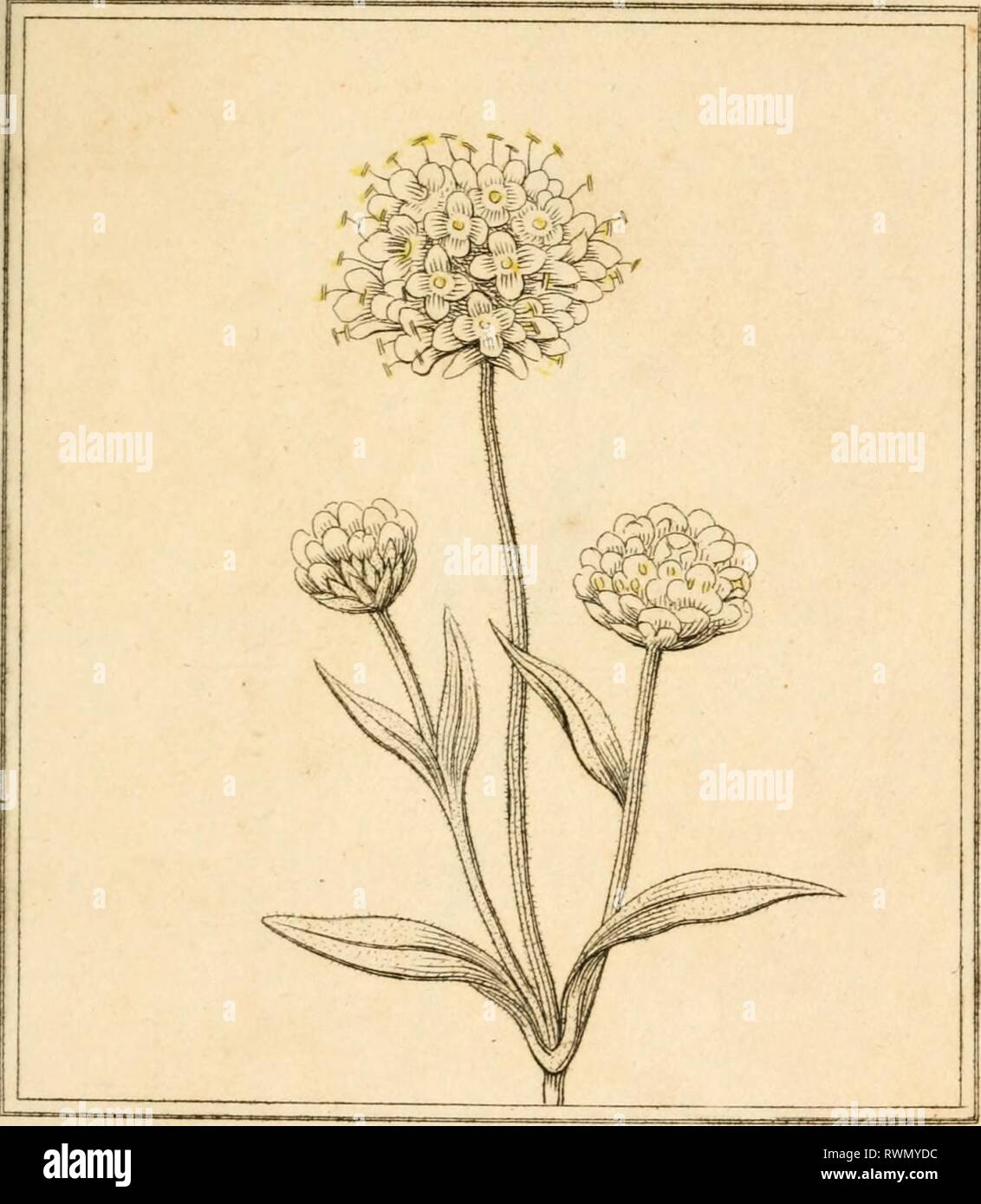 Elements of the science of Elements of the science of botany, as established by Linnaeus; with examples to illustrate the classes and orders of his system elementsofscienc12dupp Year: 1809  CLASS W ORDER 1 I, BEVIESÂ»BIT SCABIOUS JnJ    SCABIOSA SUCCISA sagas â â aaaa Stock Photo