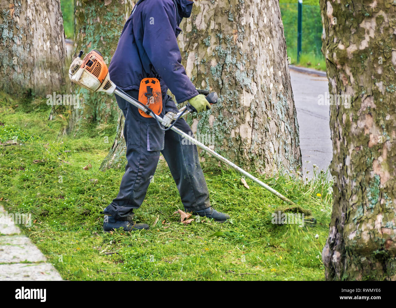 Man with worn bush cutter trims overgrown lawn round trees next to road Stock Photo
