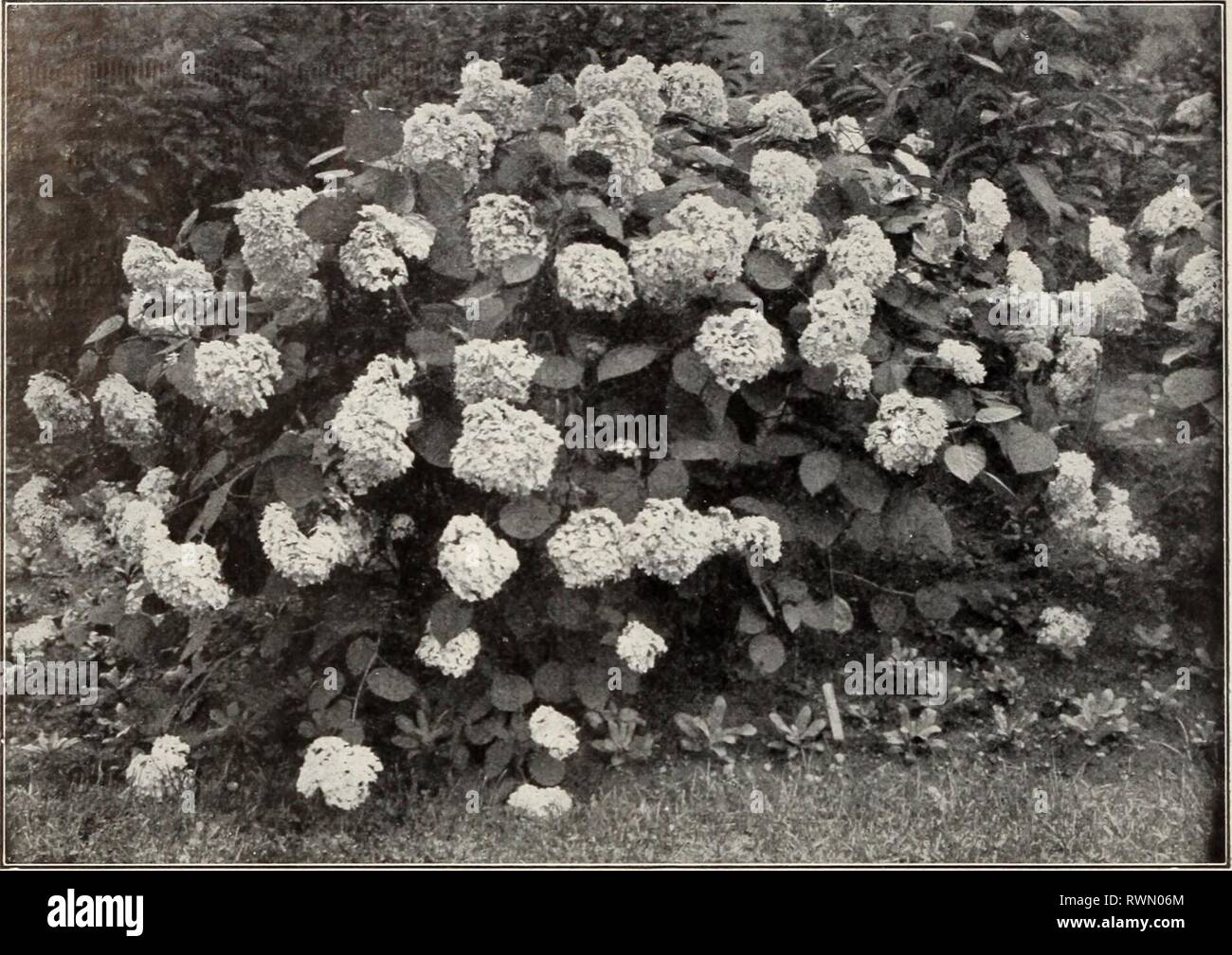 Ellwanger & Barry Mt Hope Ellwanger & Barry Mt Hope Nurseries 1916 ellwangerbarrymt1916moun Year: 1916  SNOWBALL HYDRANGEA HALESIA. Snowdrop or Silver BeU Tree H. tetraptera. C. A beautiful large shrub, with pretty white, bell-shaped flowers in May. One of the most desirable shrubs. 2 to 3 ft., 50c each. HAMAMELIS. Witch Hazel H. Virginica. D. A tall shrub; yellow flowers, late in autumn just before the leaves fall. 2 ft., 50c each. HIBISCUS. Althaea, or Rose of Sharon The Althaeas are fine, free-growing, flowering shrubs, of the easiest cultivation. Very desirable on account of blooming in Au Stock Photo