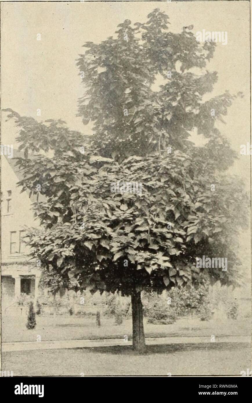 Ellwanger & Barry  Mount Ellwanger & Barry : Mount Hope nurseries ellwangerbarrymo1899moun Year: 1899  44 ELLWAXGER &^ BARRY'S CATALPA. Trompetenbaum, Ger. Catalpa, J^r. The Catalpas flower in July, when few trees are in bloom. Their blossoms are large, very showy, and quite fragrant. Leaves large, heart-shaped, and yellowish green. They are all effective, tropical-looking lawn trees. Bungei. Chinese Catalpa. D. A species from China, of dwarf habit, growing only from three to five feet high. Foliage large and glossy; a shy bloomer. Top-grafted on tall stems it makes an effective umbrella- shap Stock Photo