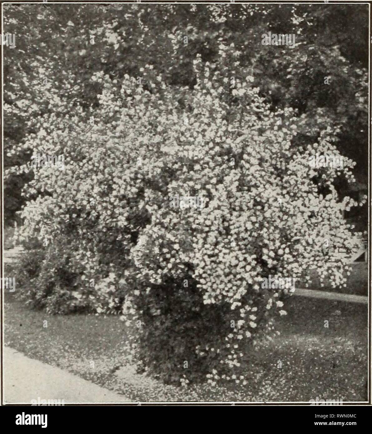 Ellwanger & Barry Mt Hope Ellwanger & Barry Mt Hope Nurseries ellwangerbarrymt1918moun Year: 1918  LIGUSTRUM-PRIVET—Confmued var. Regelianum. Kegel's Phivet. D. A val- uable hardy shrub with handsome, shining foli- age and horizontally spreading branches; desir- able when grown singly as a specimen, or in masses, or for hedges. A prostrate form of Ibota. 18 to 24 in., 35c each; 10 for $2.50; 100 for $20.00. L. ovalifolium. California Privet. D. A vig- orous, hardy variety, of fine habit and foliage; valuable for hedges. 2 to 3 ft., 35c each; 10 for $1.50; 100 for $5.00. See also Hedge Plants.  Stock Photo