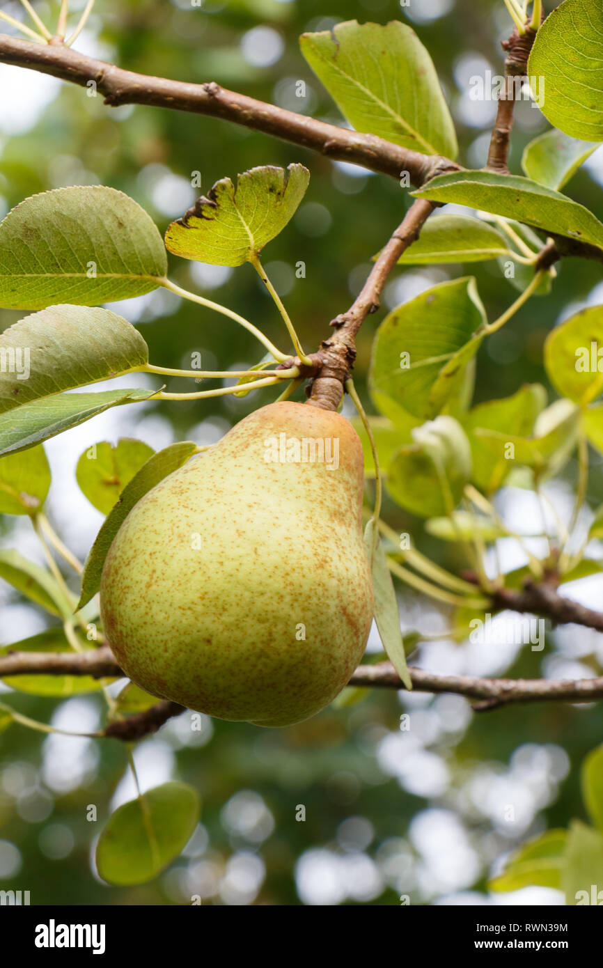 Pear tree hires stock photography and images Alamy