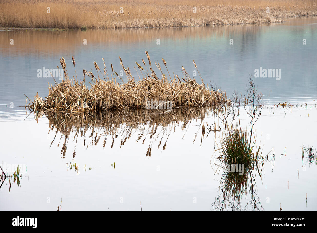 An Island of Bulrushes and Reed Bed  in a Lake at Leighton Moss near Silverdale Lancashire England United Kingdom UK Stock Photo