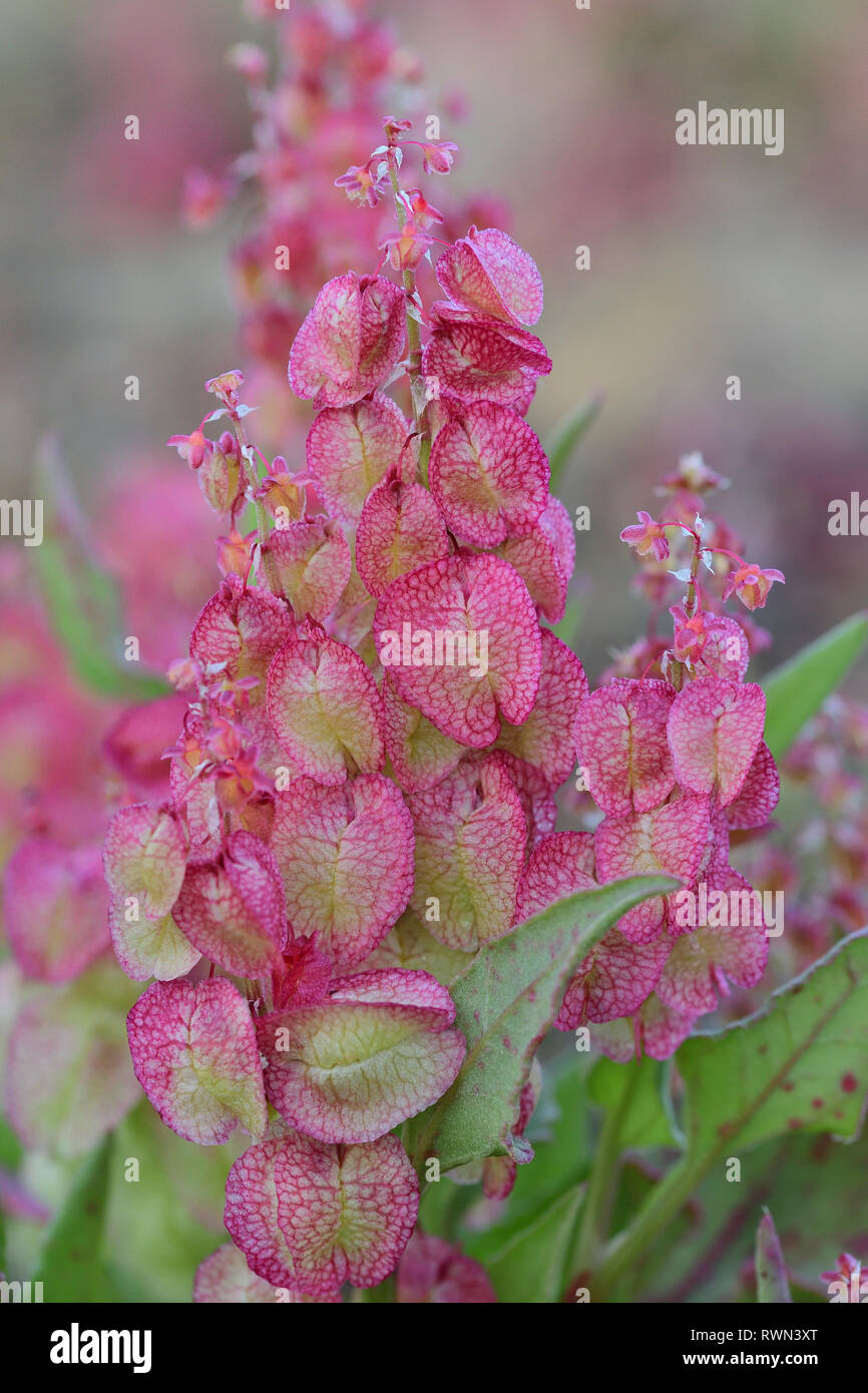Macro shot of bladder dock (rumex vesicarius) flowers Stock Photo