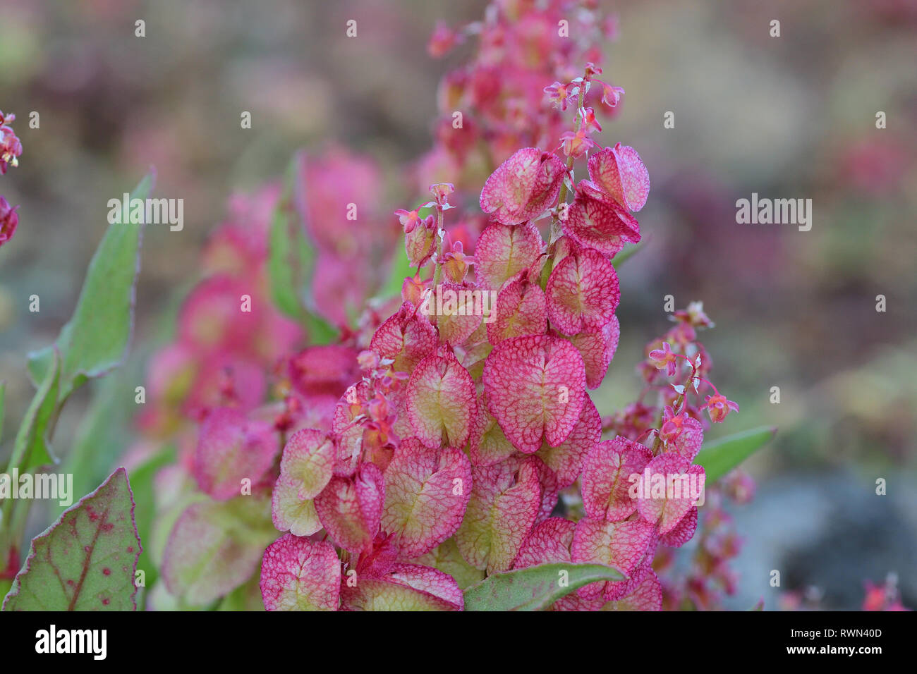 Close up of bladder dock (rumex vesicarius) flowers Stock Photo