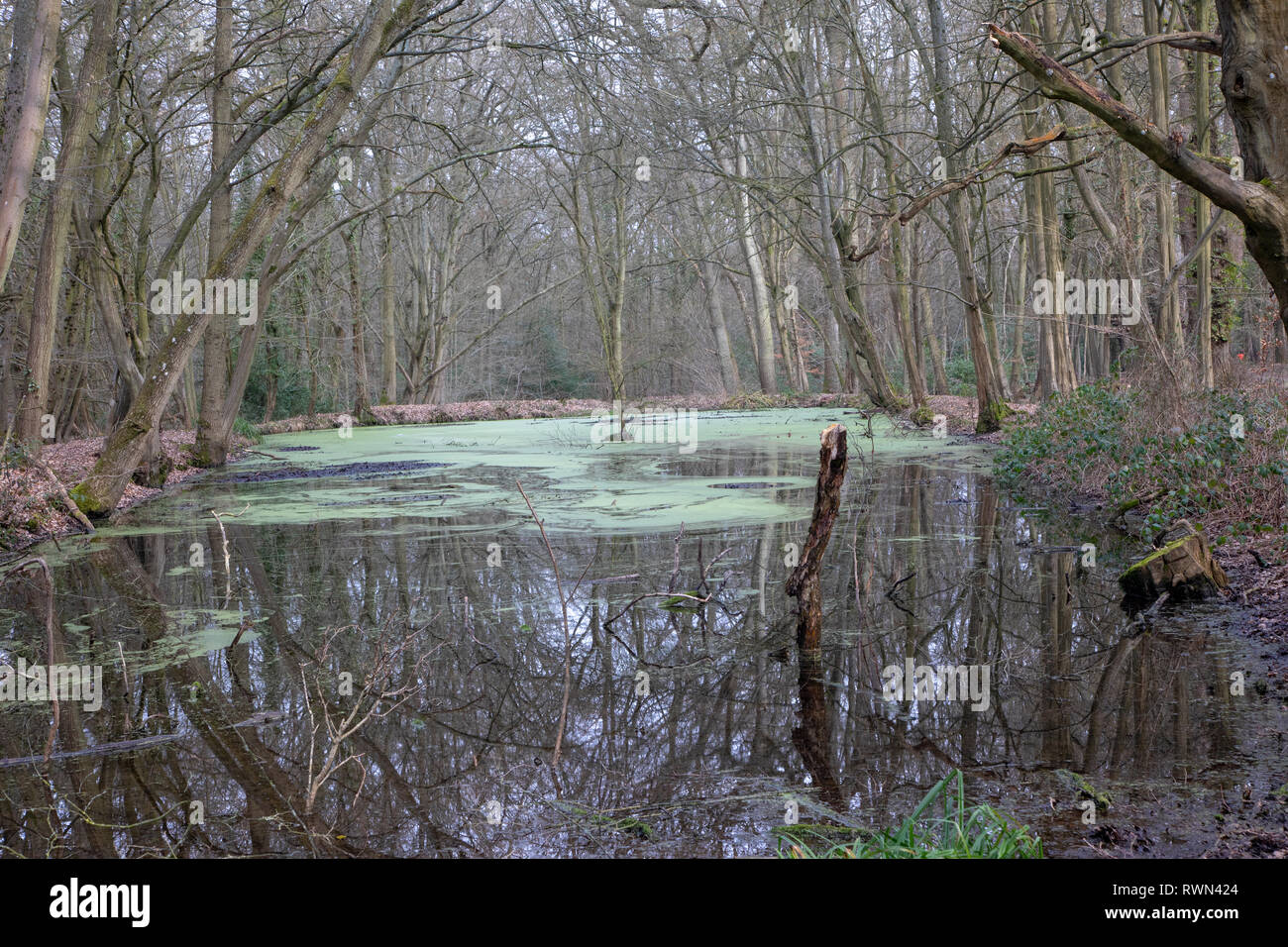 Pond and woodland, West Green Common, Hampshire UK Stock Photo