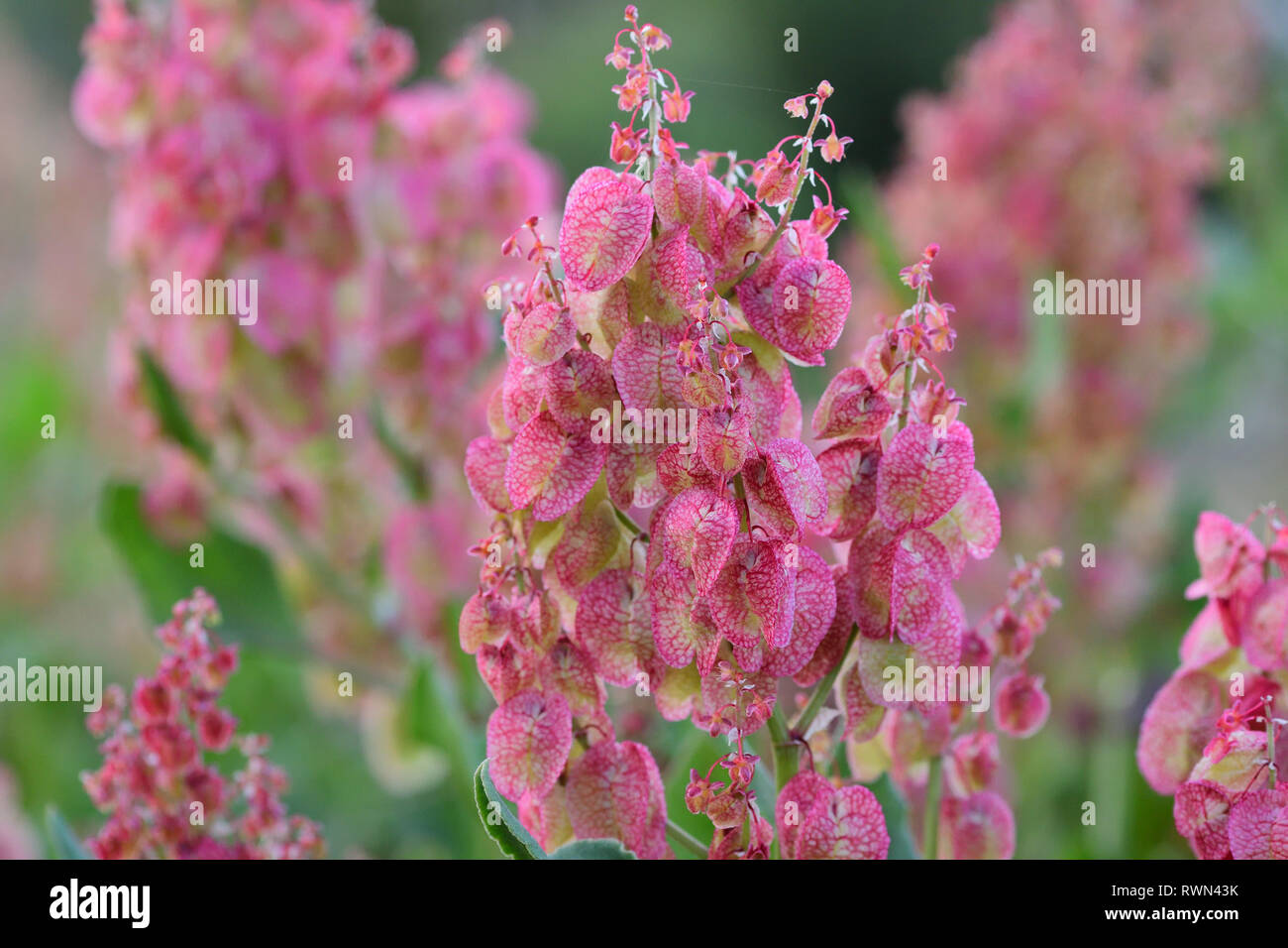 Close up of bladder dock (rumex vesicarius) flowers Stock Photo