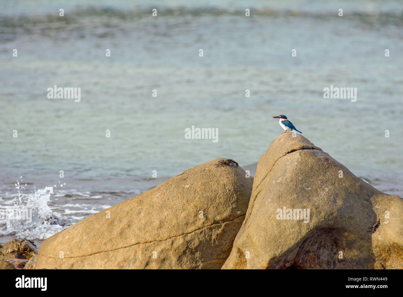 A lone white collar kingfisher perched on a large shore side rock and a sea crab sat a top another rock. Stock Photo