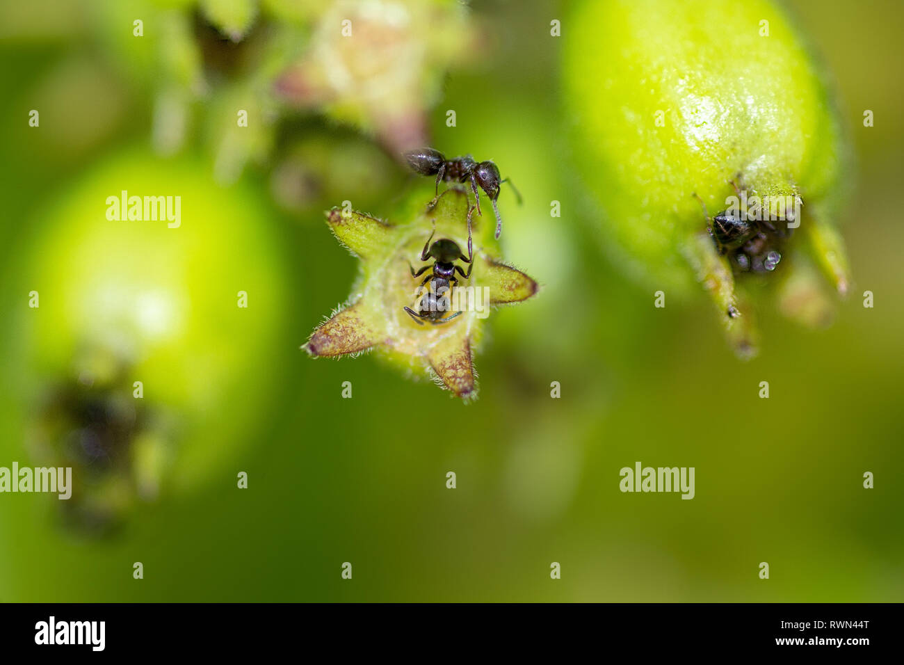 A colony of black worker ants on top of bright green plant buds in macro detail. Stock Photo