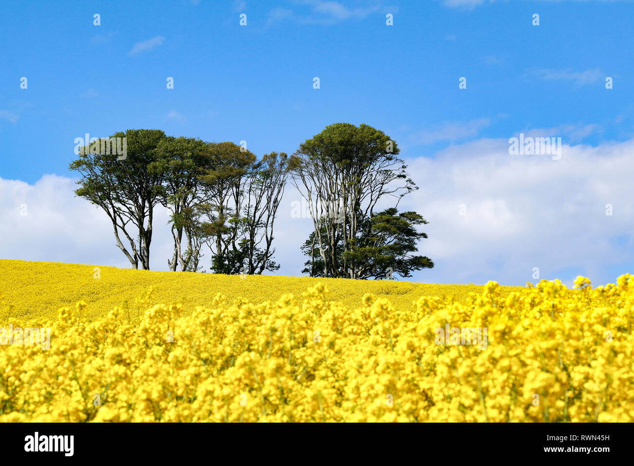 Small clump of trees in field of bright yellow flowers of Rapeseed (Brassica napus) on sunny summer day under a blue sky Stock Photo