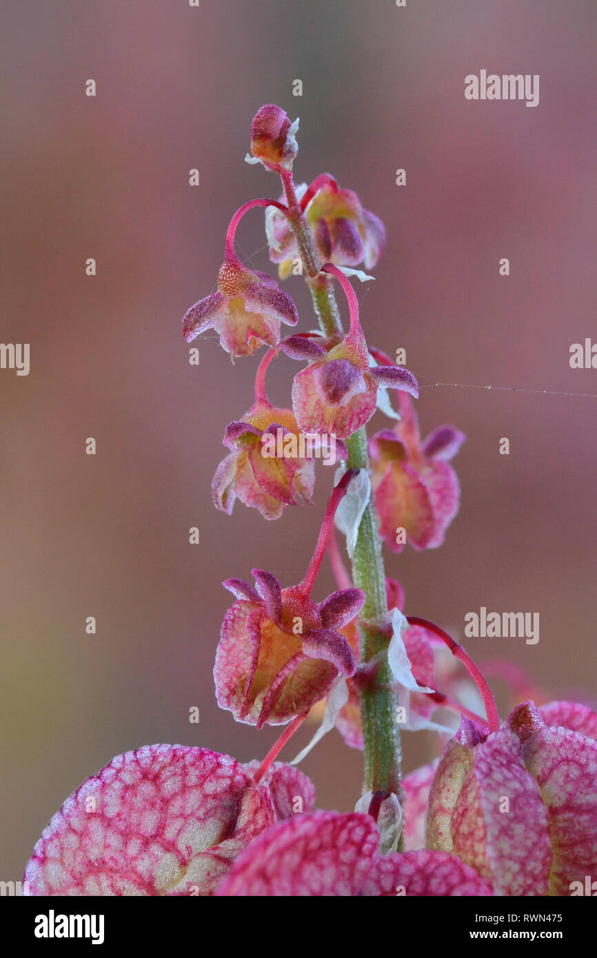 Macro shot of bladder dock (rumex vesicarius) flowers Stock Photo