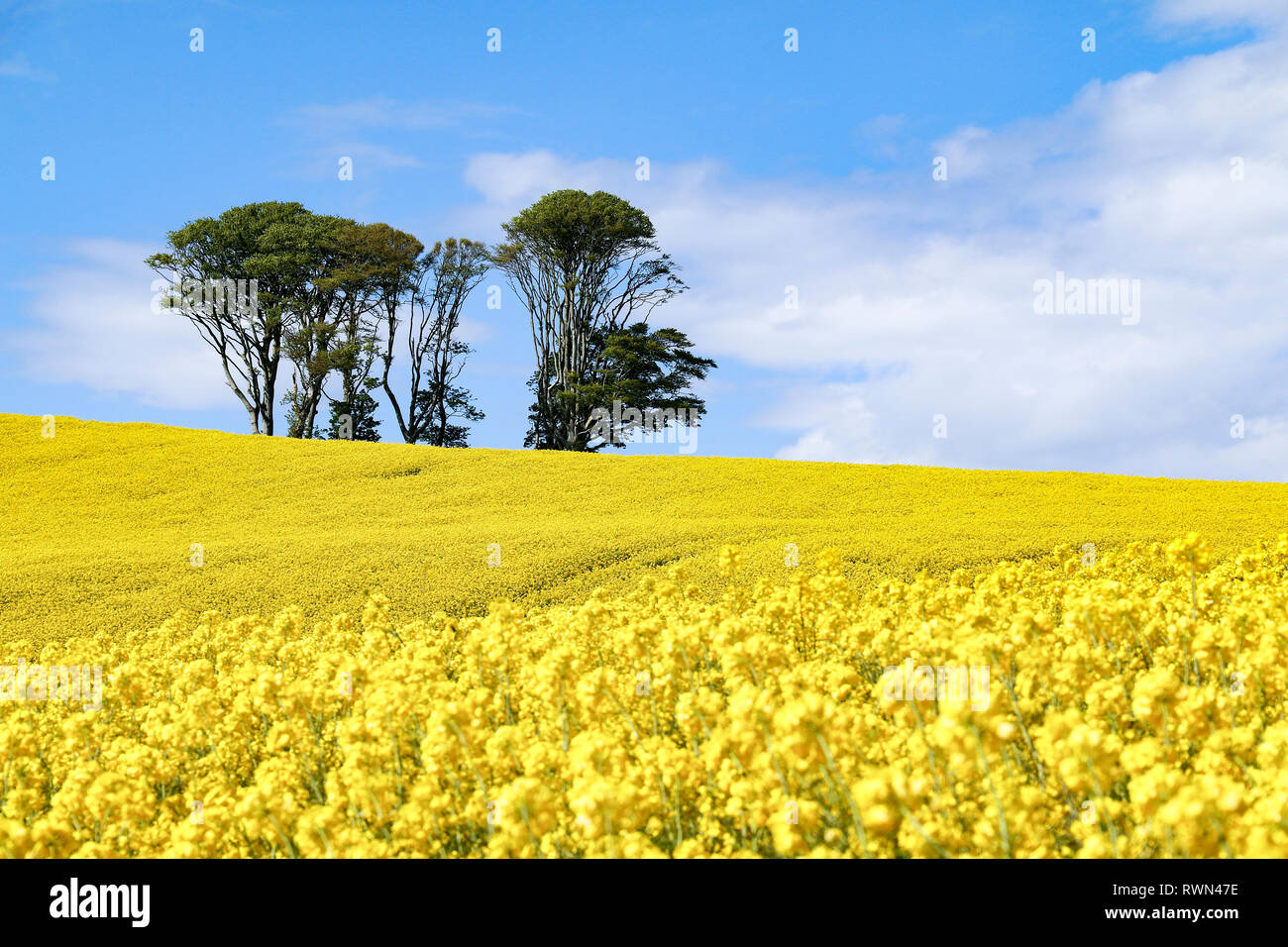 Small clump of trees in field of bright yellow flowers of Rapeseed (Brassica napus) on sunny summer day under a blue sky Stock Photo