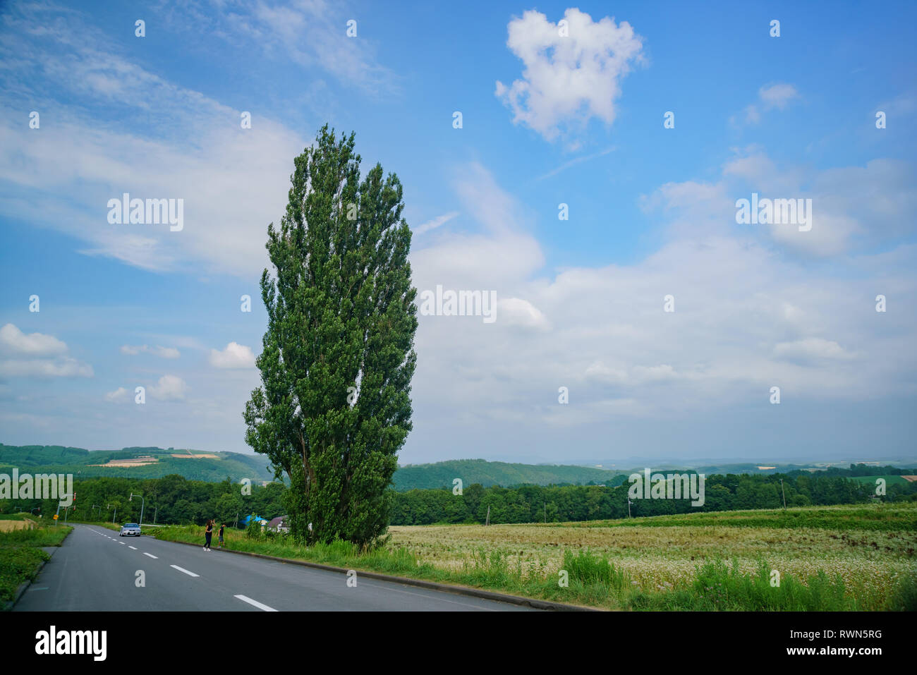 The famous Ken & Mary Tree at Hokkaido, Japan Stock Photo