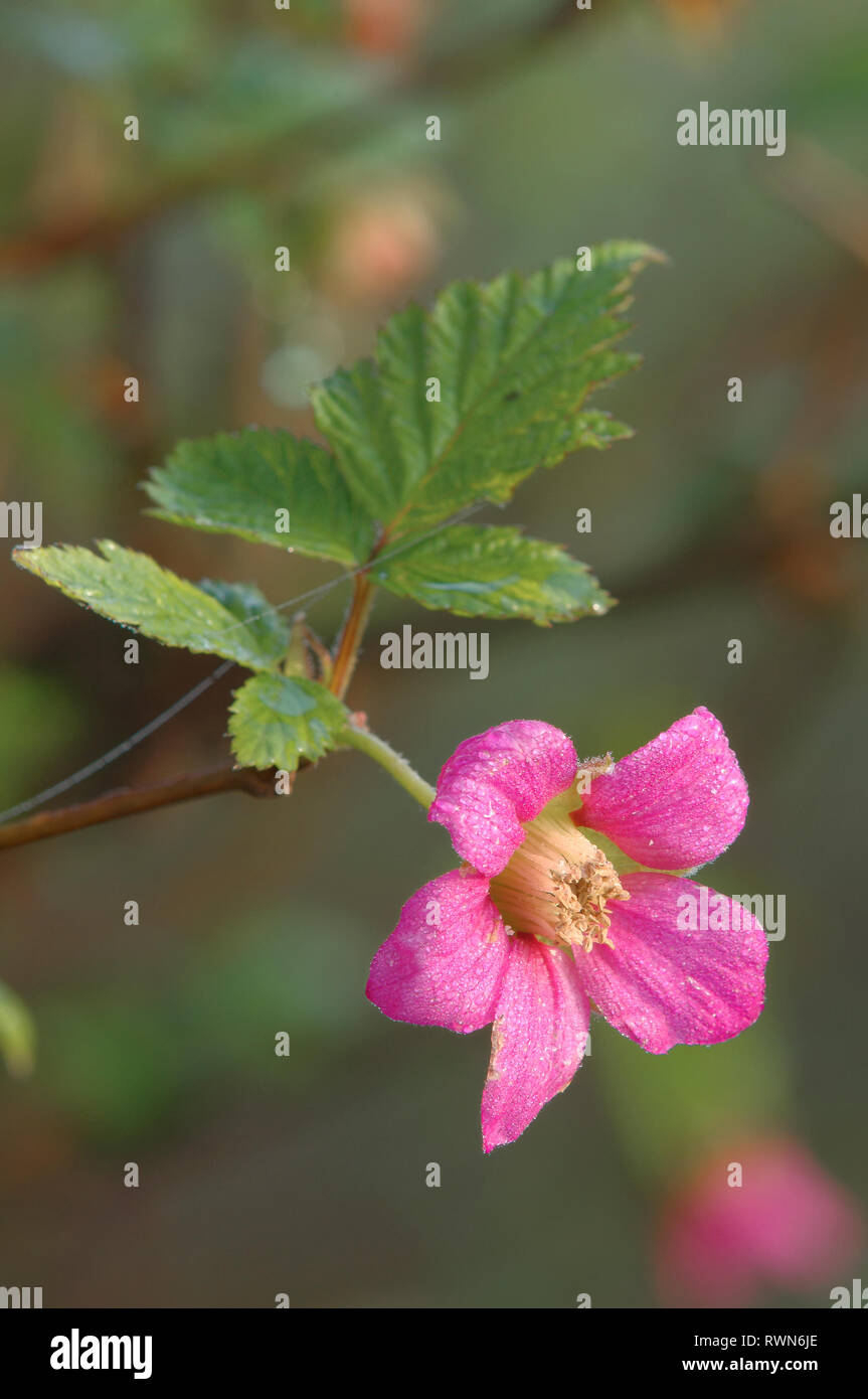 Salmonberry High Resolution Stock Photography and Images Alamy